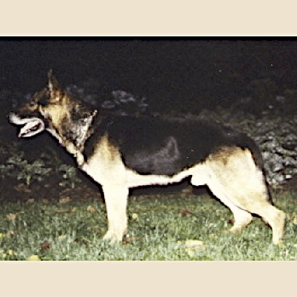 German Shepherd