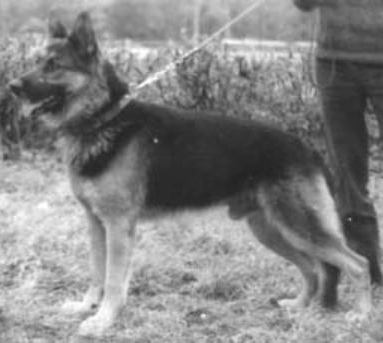 German Shepherd