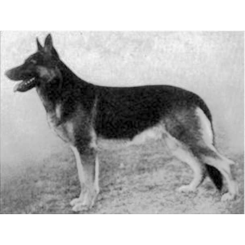 German Shepherd