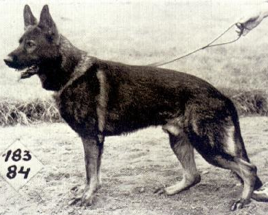 German Shepherd