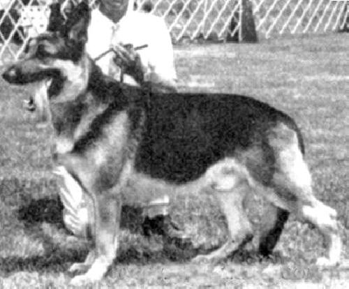 German Shepherd