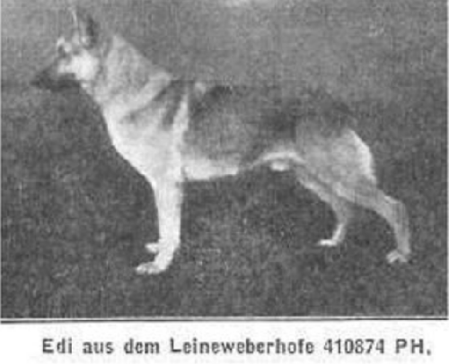 German Shepherd
