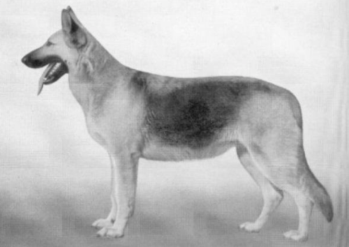 German Shepherd