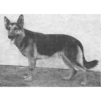 German Shepherd