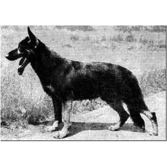 German Shepherd