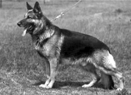 German Shepherd