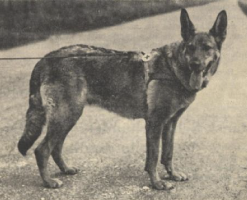 German Shepherd