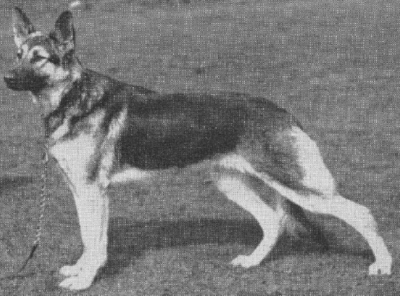 German Shepherd