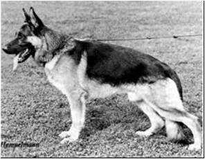 German Shepherd