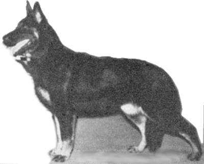 German Shepherd