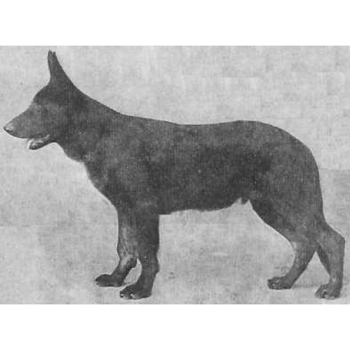 German Shepherd