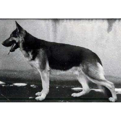 German Shepherd