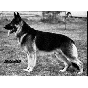 German Shepherd