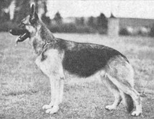 German Shepherd