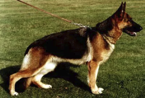German Shepherd