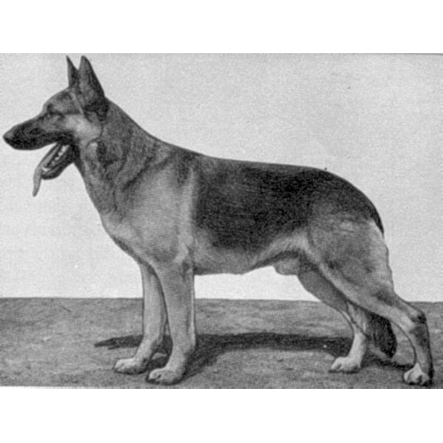 German Shepherd