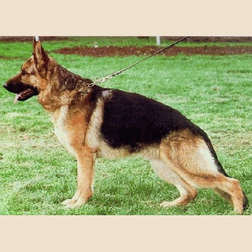 German Shepherd
