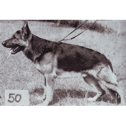 German Shepherd