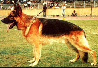German Shepherd