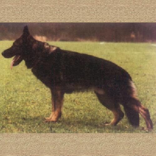 German Shepherd