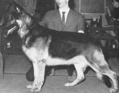 German Shepherd