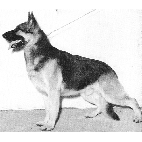 German Shepherd