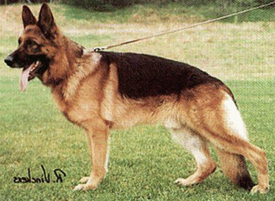 German Shepherd