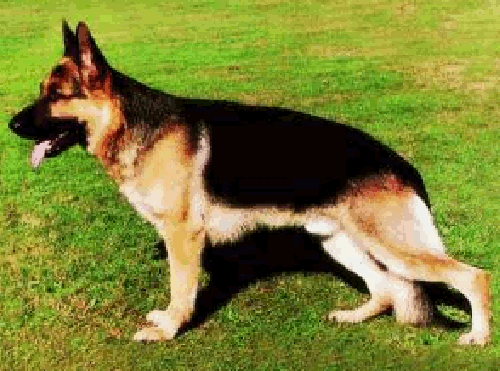 German Shepherd