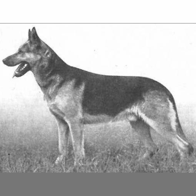 German Shepherd