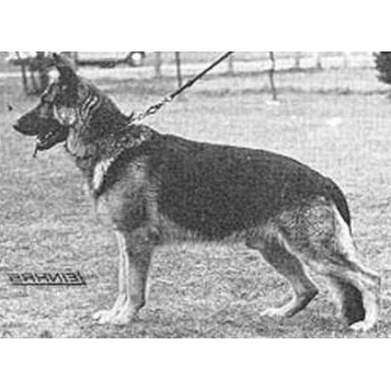 German Shepherd