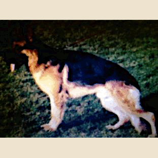German Shepherd