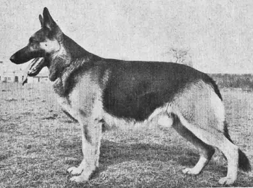 German Shepherd