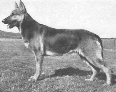 German Shepherd