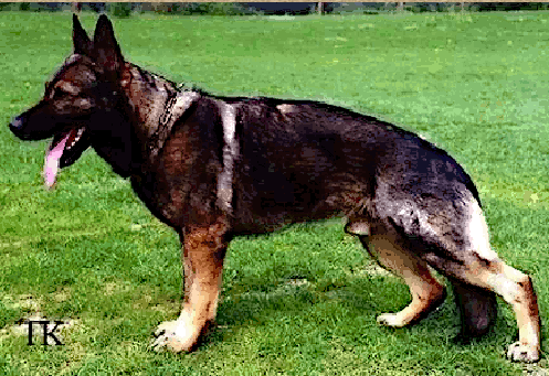 German Shepherd