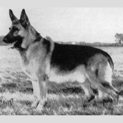 German Shepherd