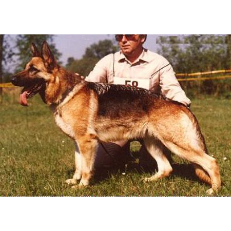 German Shepherd