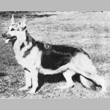 German Shepherd