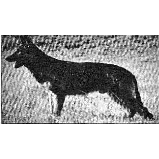 German Shepherd