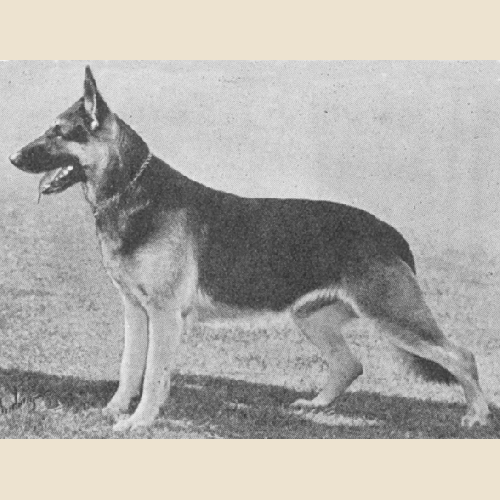 German Shepherd