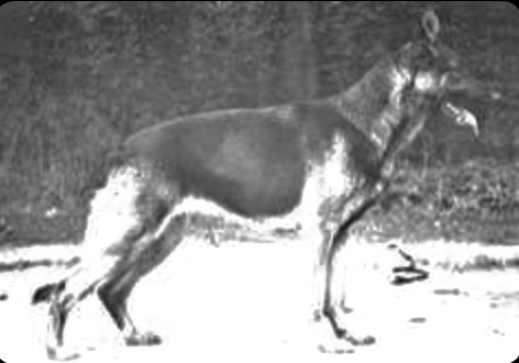 German Shepherd