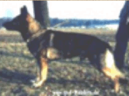 German Shepherd