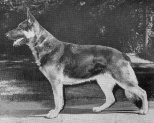 German Shepherd