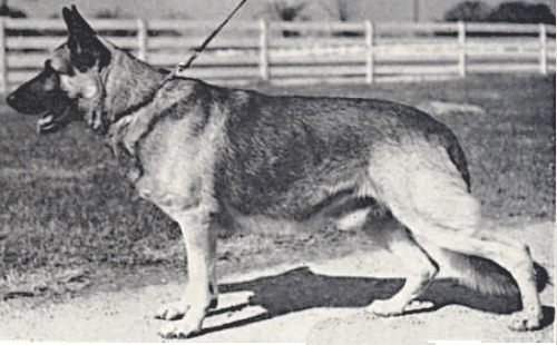 German Shepherd