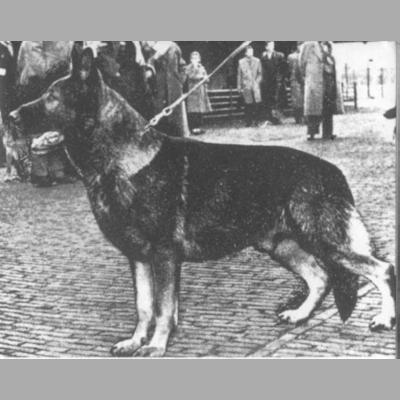 German Shepherd
