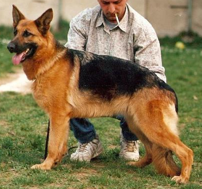 German Shepherd
