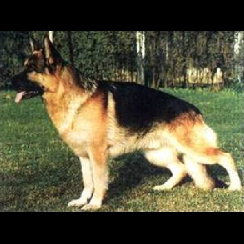 German Shepherd