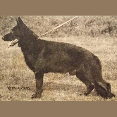 German Shepherd