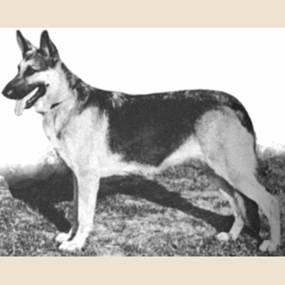 German Shepherd