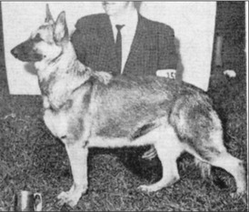 German Shepherd