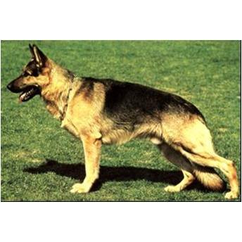 German Shepherd